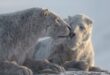 Apple TV+’s Prehistoric Planet: Ice Age explores the post-dino Earth with narrator Tom Hiddleston
